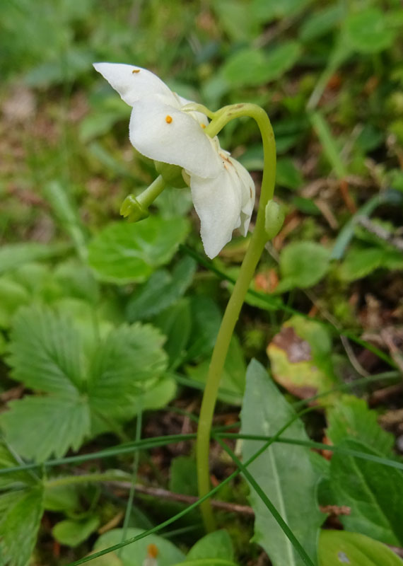 Moneses uniflora / Piroletta soldanina